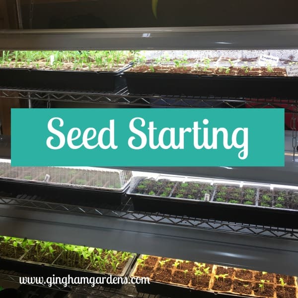 Seed Starting Indoors - Activities for Gardeners in Winter