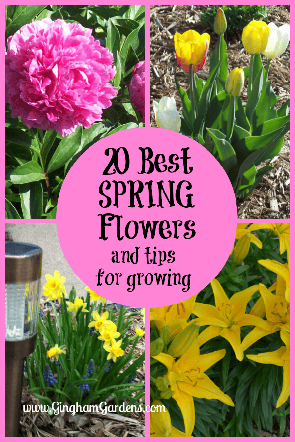 Spring Flowers - 20 Best Spring Flowers and Tips for Growing