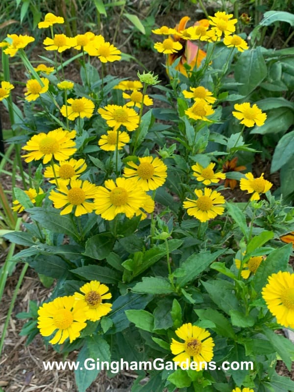 Helenium
