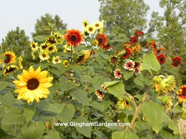 Fall Sunflowers in a Colorado Garden