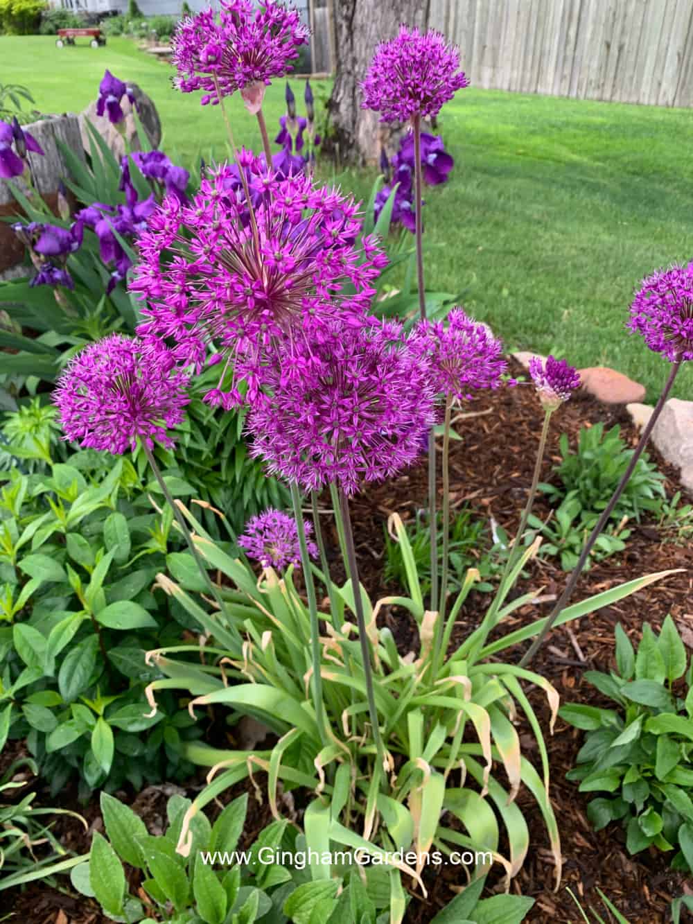 Magenta or purple colored allium in a flower garden.