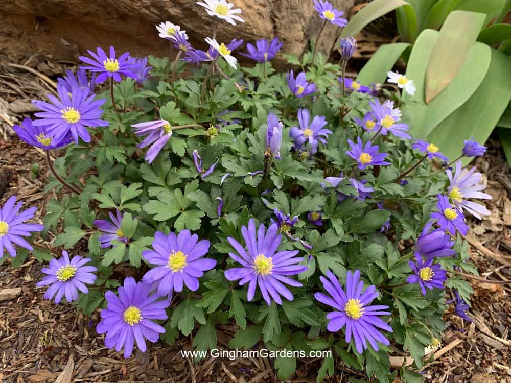 Purple flowered anemone plant in a garden.