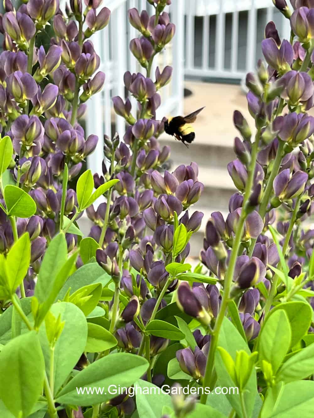 Baptisia plant with a bumble bee on it.