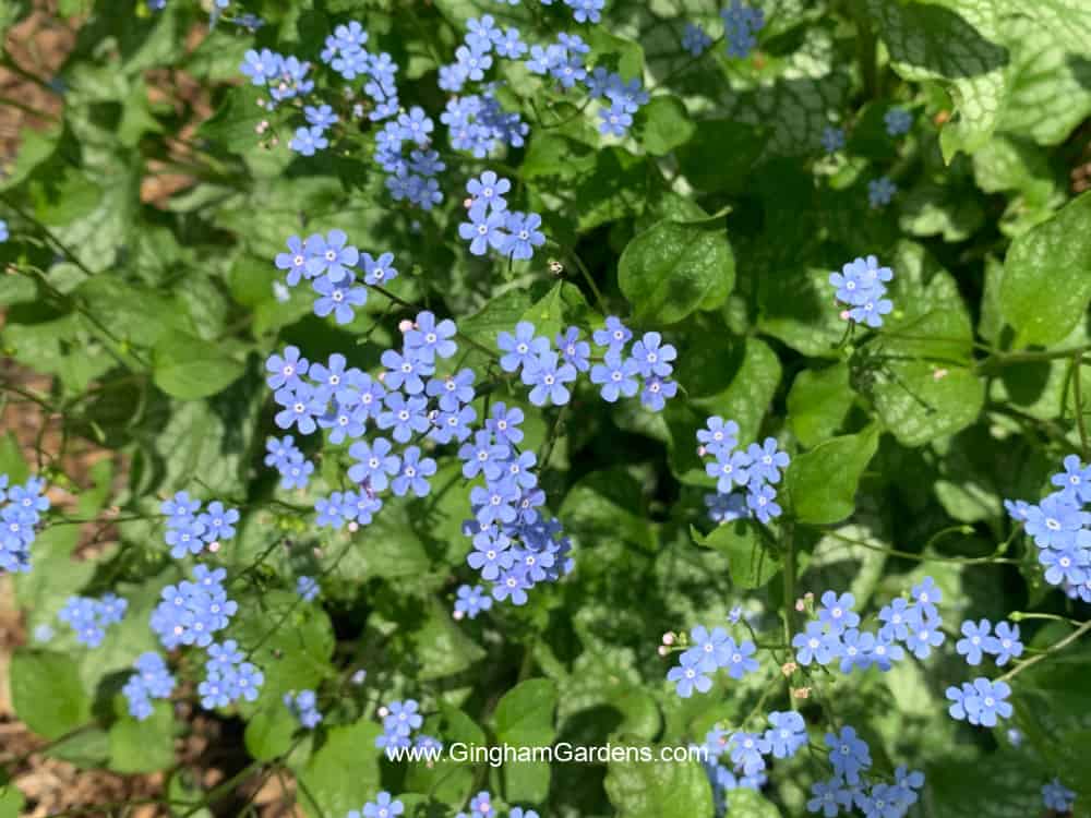 Brunnera plant with tiny blue flowers.
