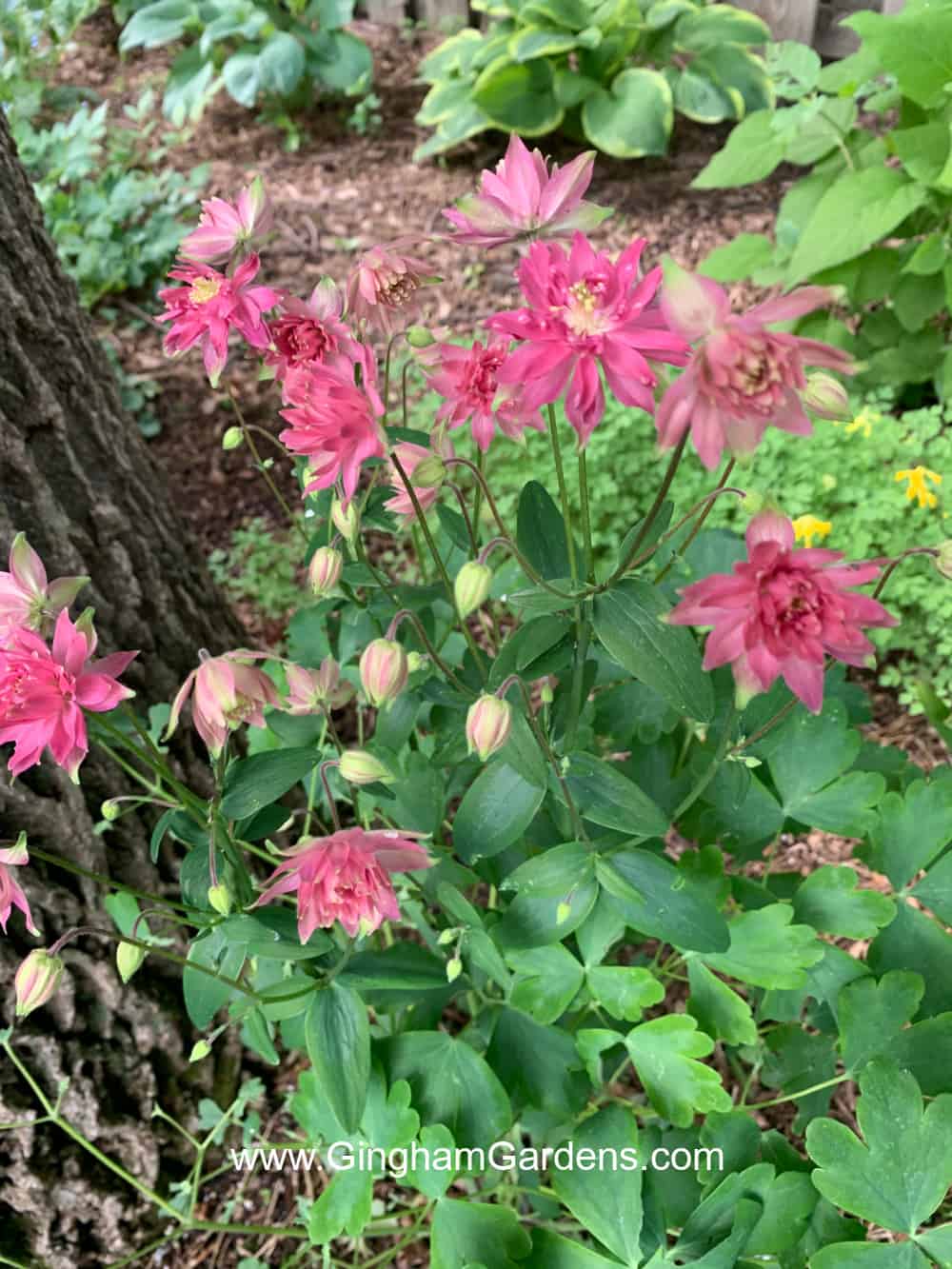 Rosy colored columbine flowers.
