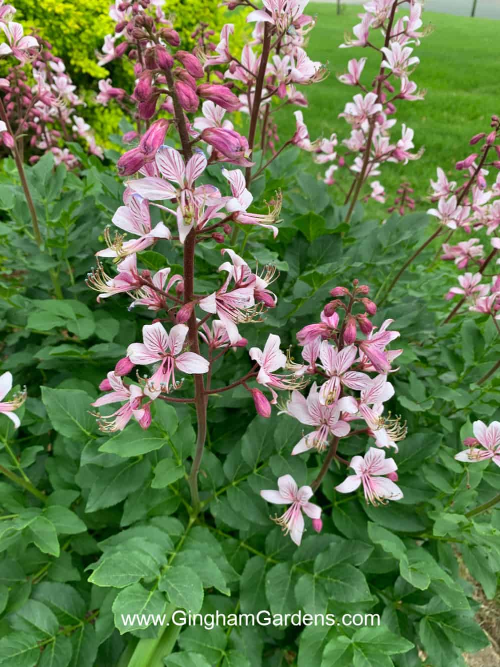 Gas plant (a/k/a dictamnus) with pretty pink flowers.