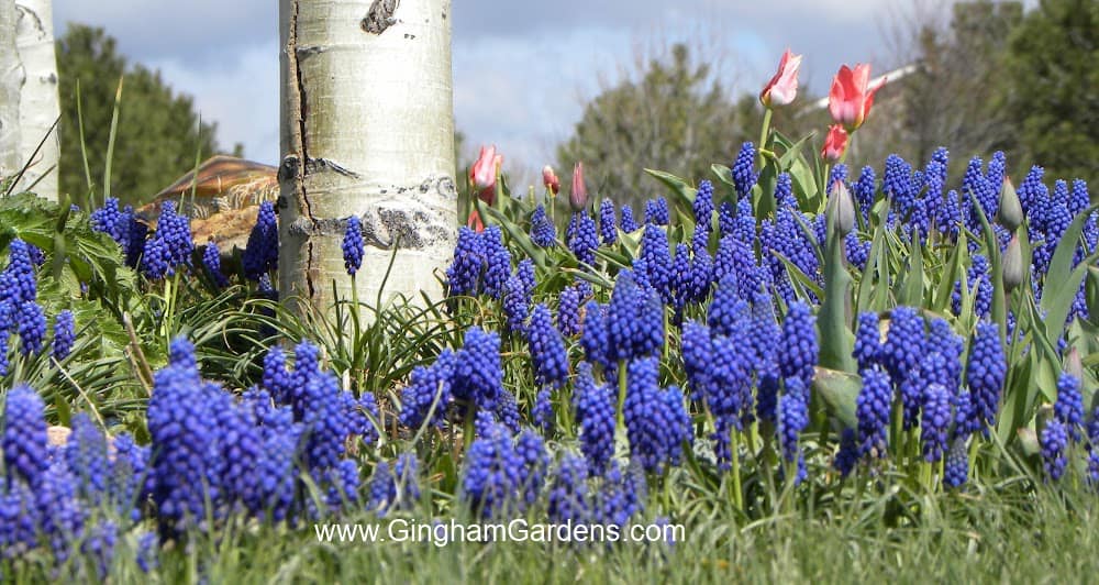 Grape Hyacinths in a spring flower garden.