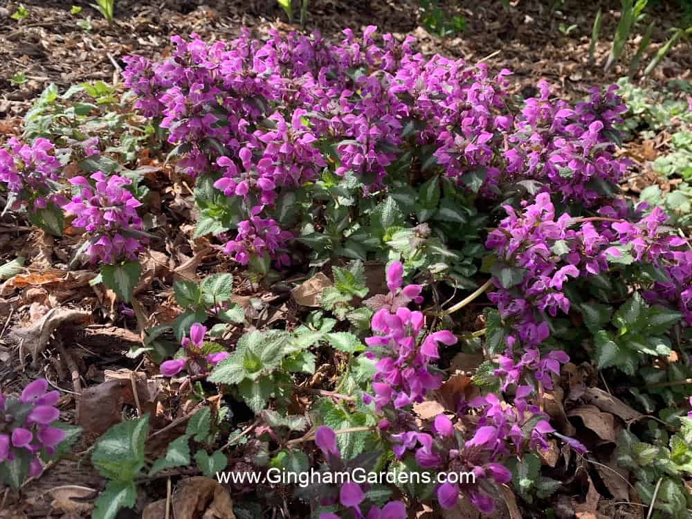 Lamium flowering ground cover in a spring shade garden.