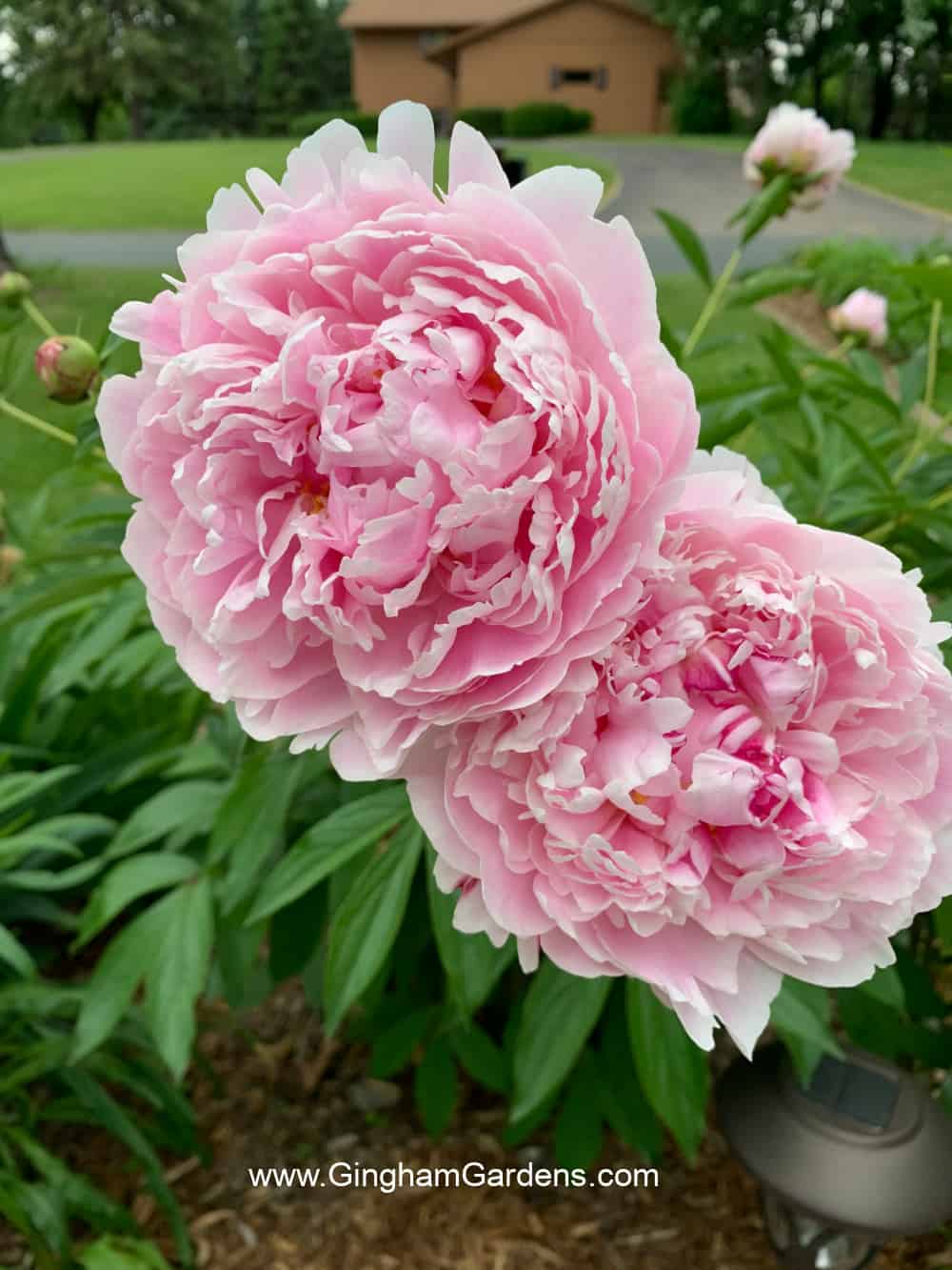 Pink Peonies - The Best Spring Flowers