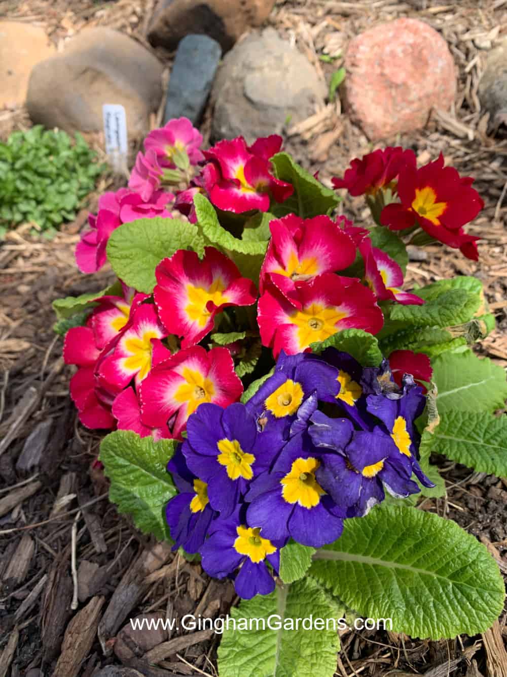 Primrose bright colored flowers