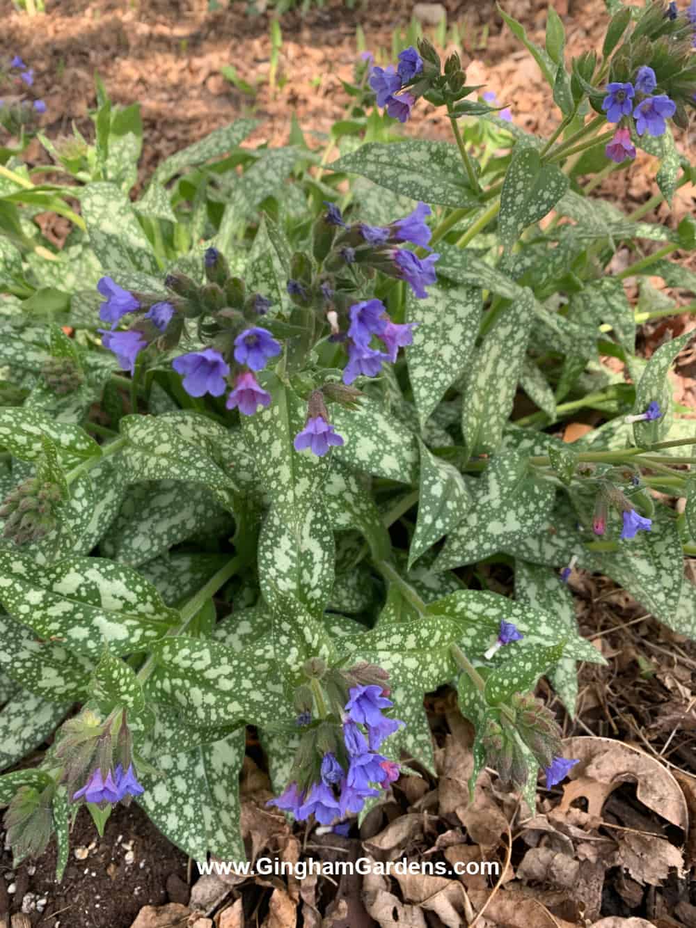 Pulmonaria plant with purple flowers