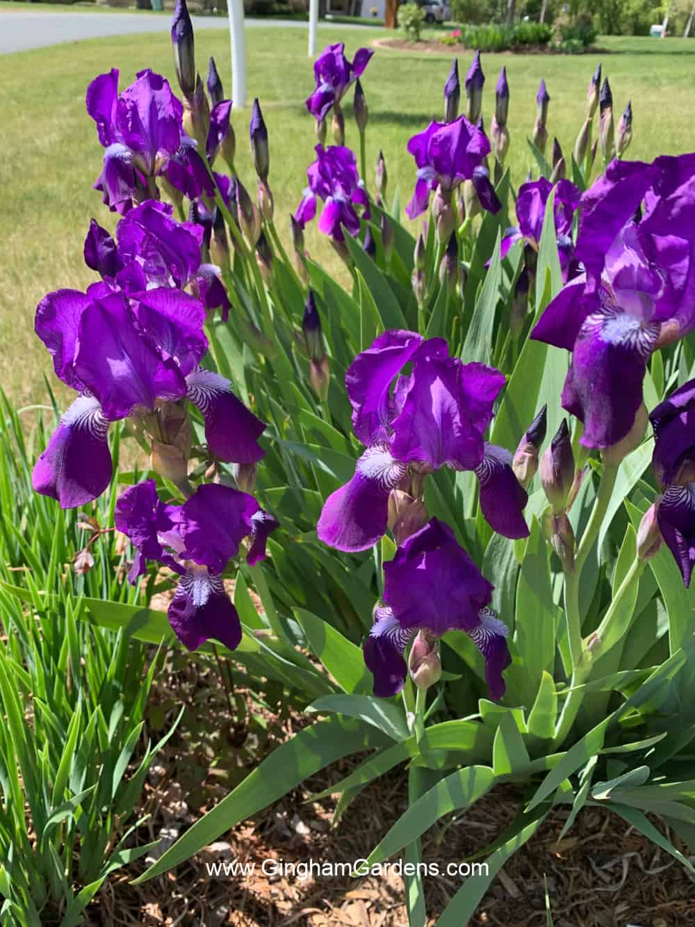 Purple irises