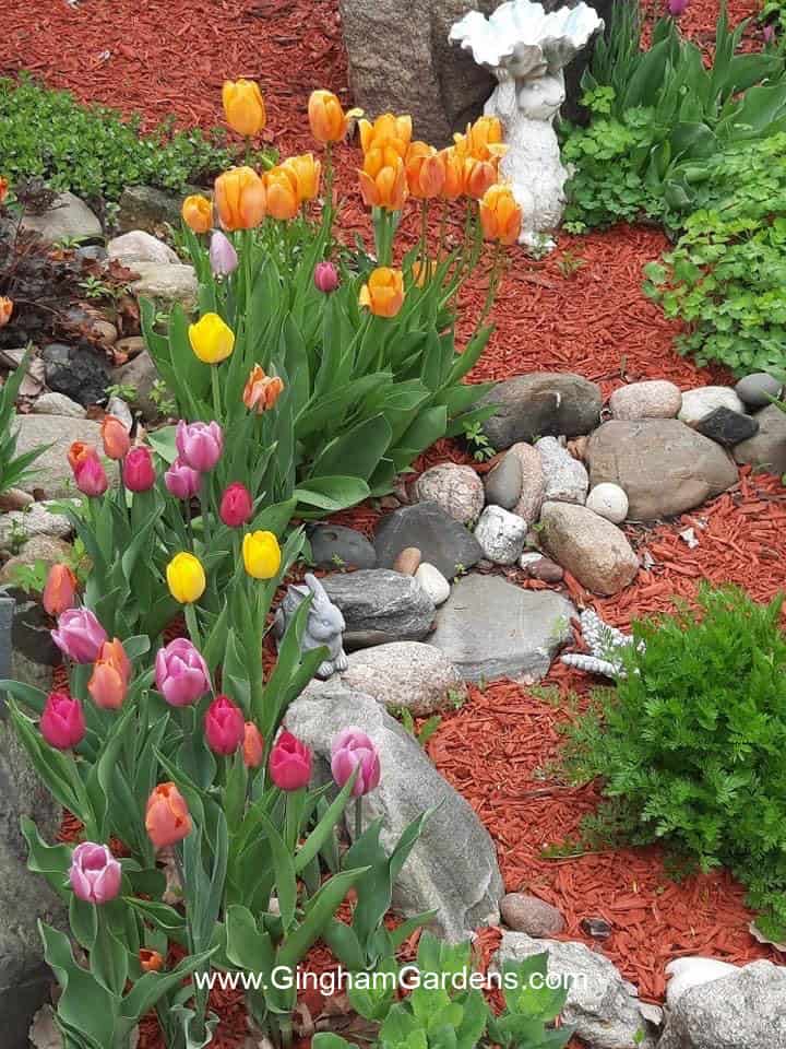 Spring garden with colorful tulips