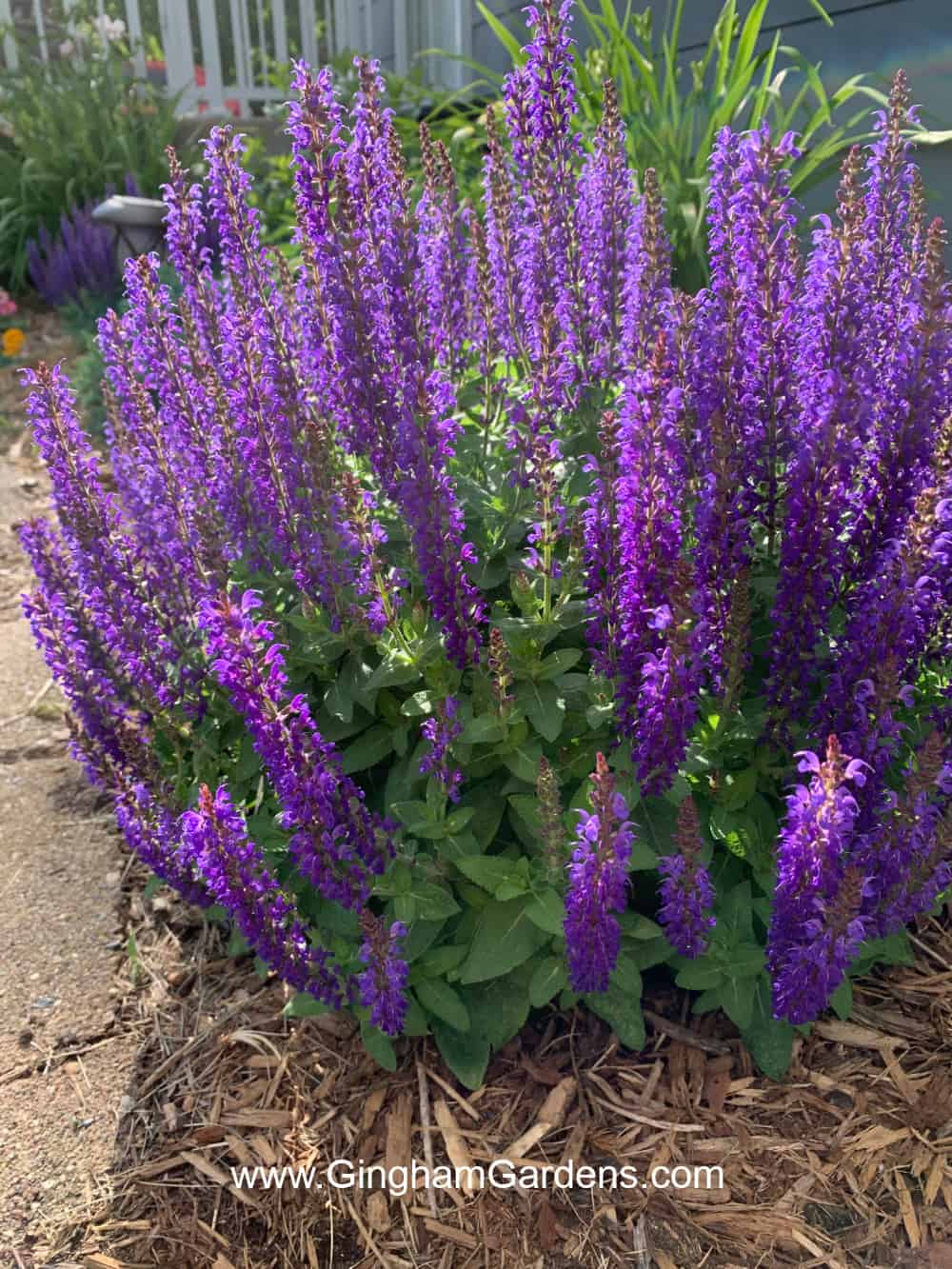 Salvia plant with purple flowers.