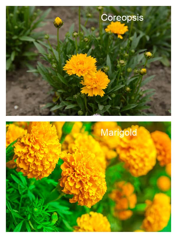 Image of Coreopsis and Marigold