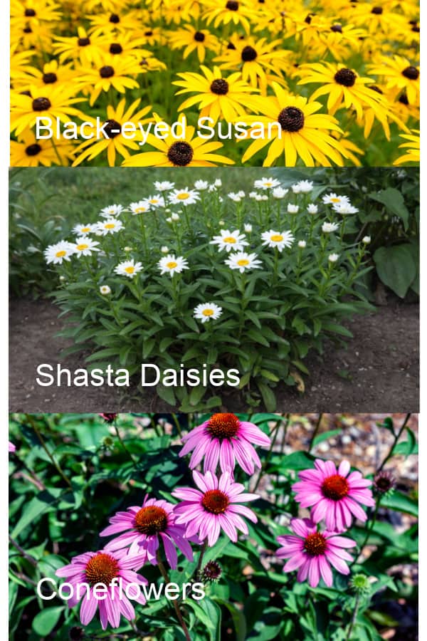 Images of Black-eyed Susan, Shasta Daisies &amp; Coneflowers