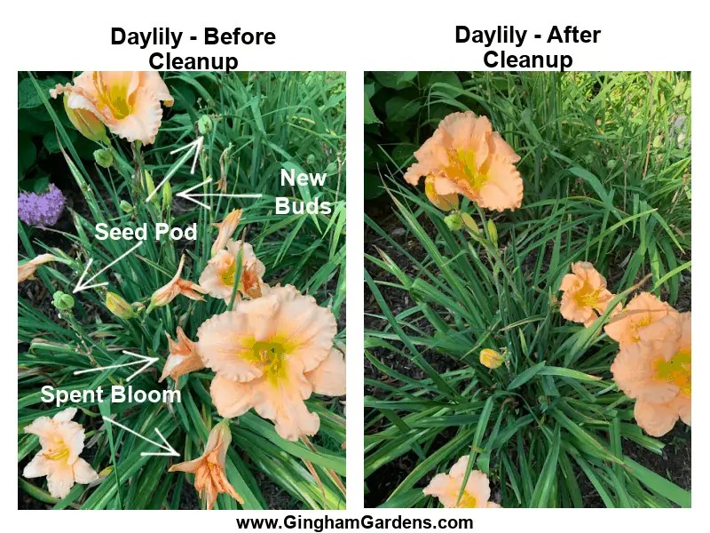 Tips For Growing Daylilies (Every Flower Garden Needs Them) Gingham
