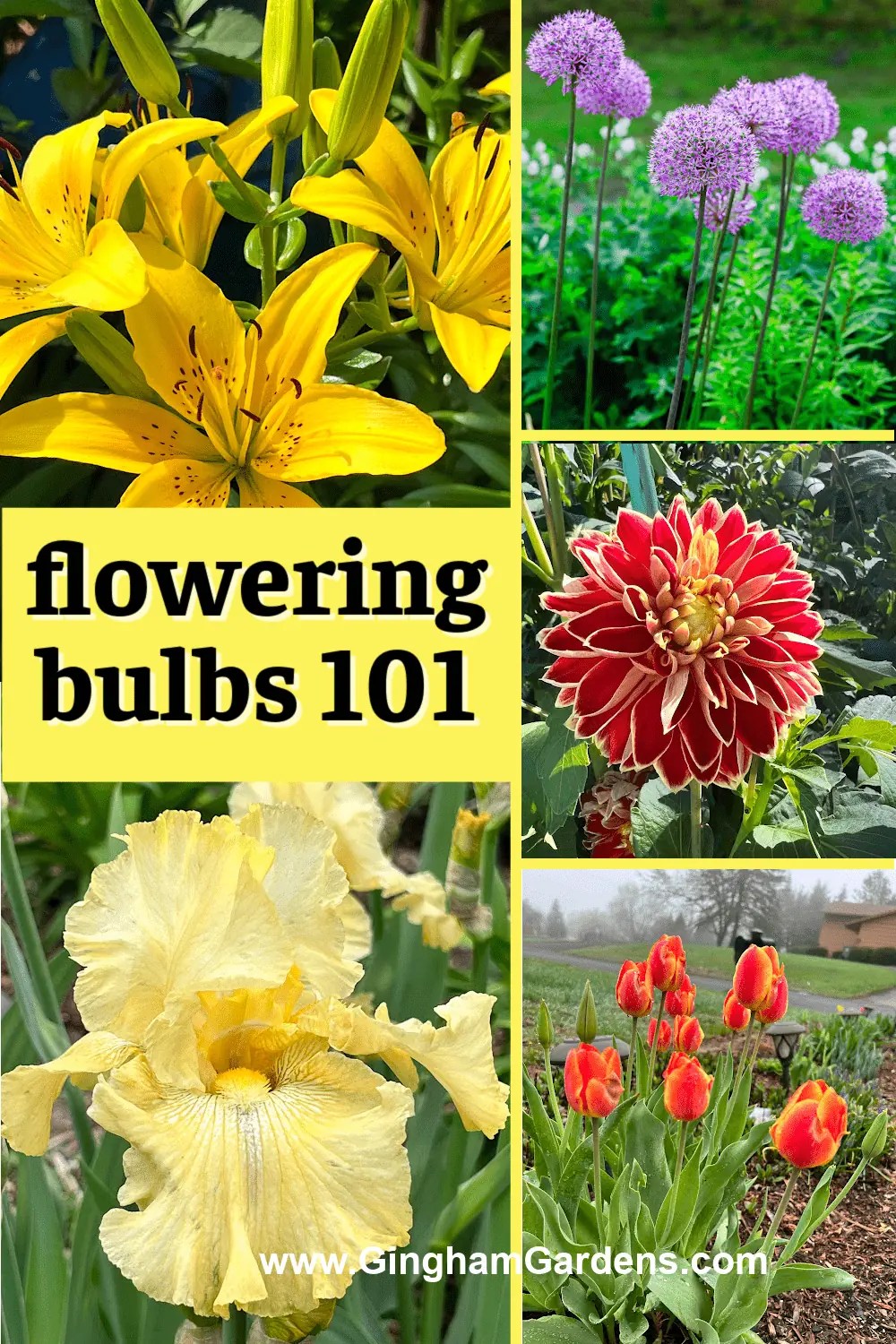 Flowering Bulbs 101 Everything You Need to Start Growing Gingham Gardens