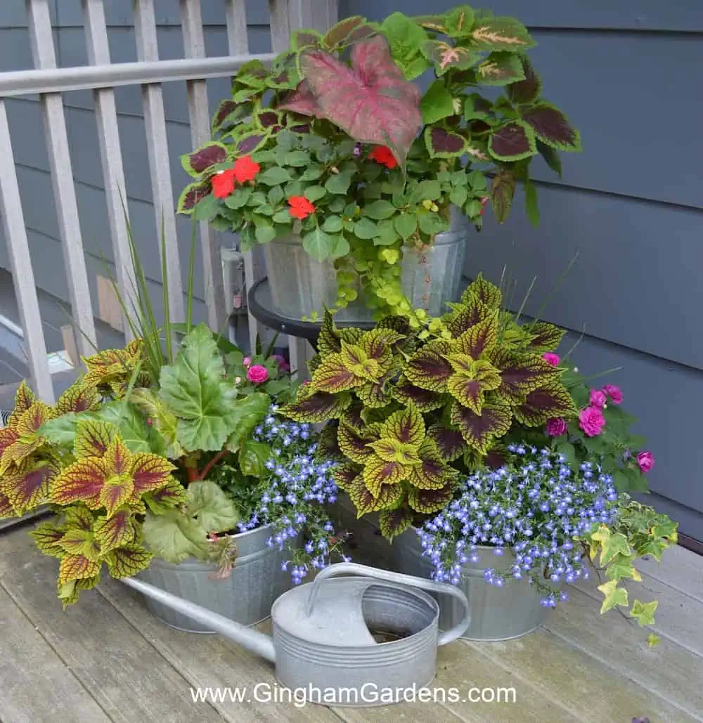 Creative Ideas for Shade Container Gardens Gingham Gardens