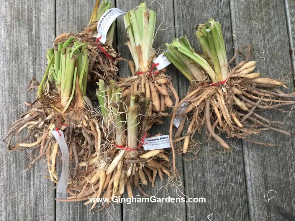 How to Plant Perennials in Your Flower Garden Gingham Gardens