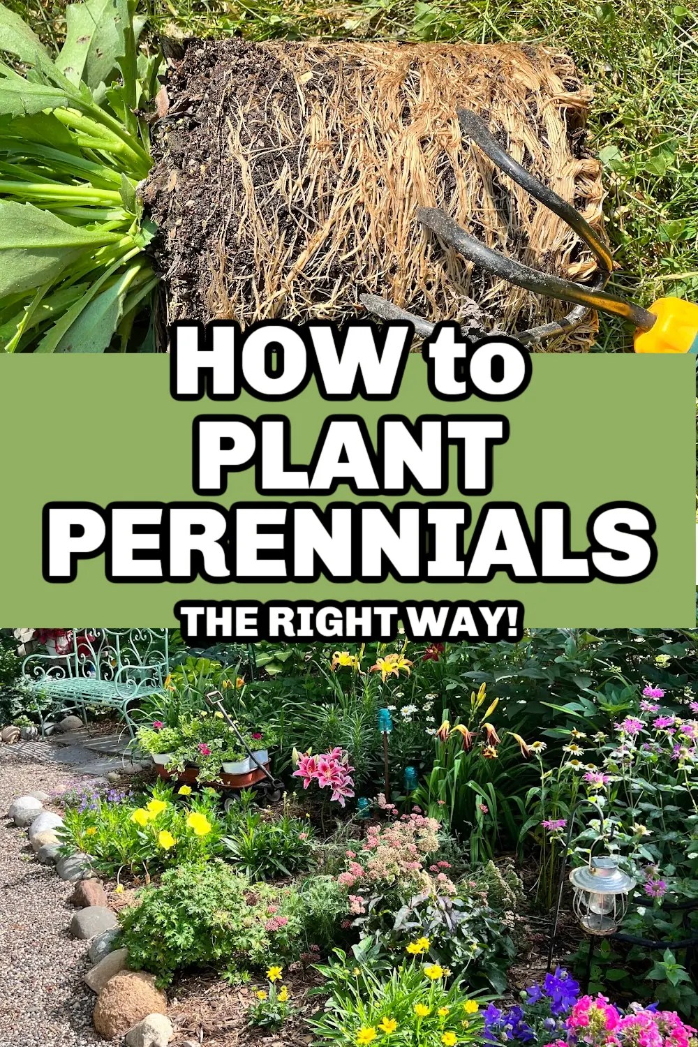 How to Plant Perennials in Your Flower Garden Gingham Gardens