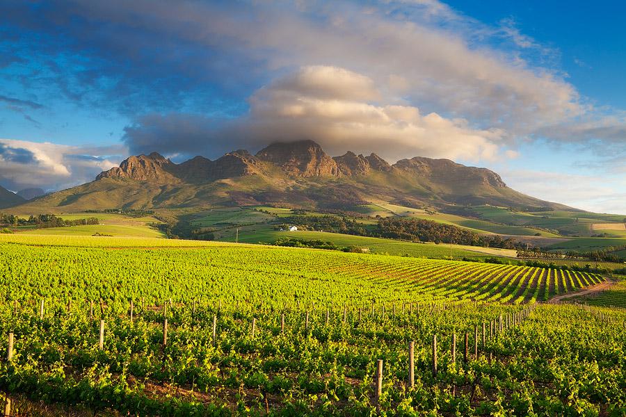 South African Grape Region Gino Pinto Inc.