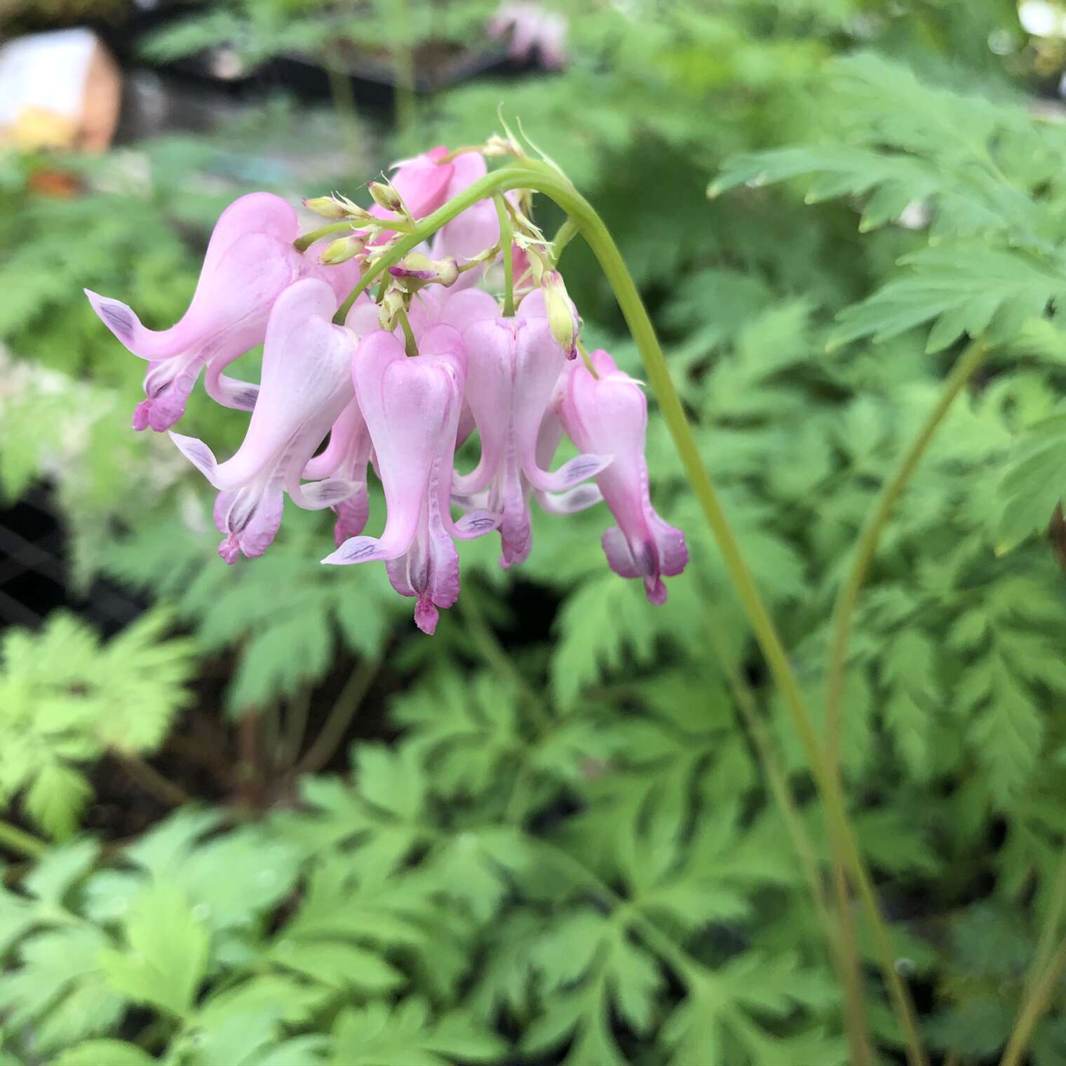 Dicentra eximia Gino's Nursery