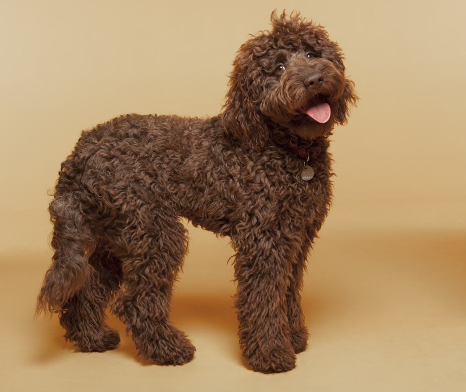 Labradoodle vi guider dig til det rigtige valg af hund /hvalp