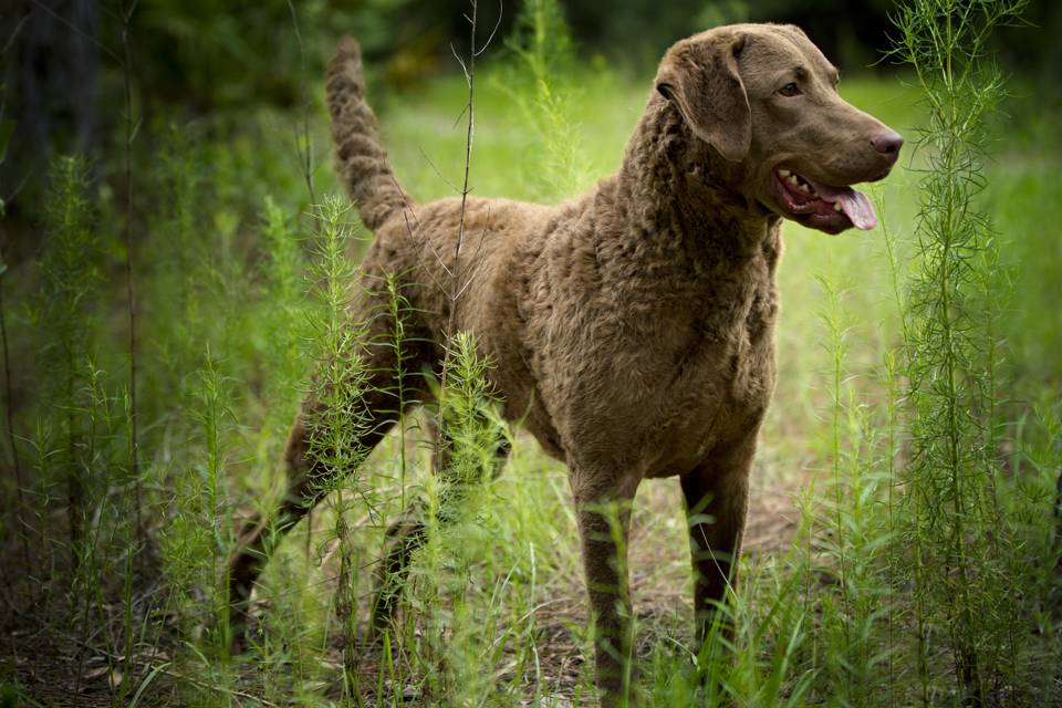 Chesapeake bay retriever er en af de absolut største retrievere