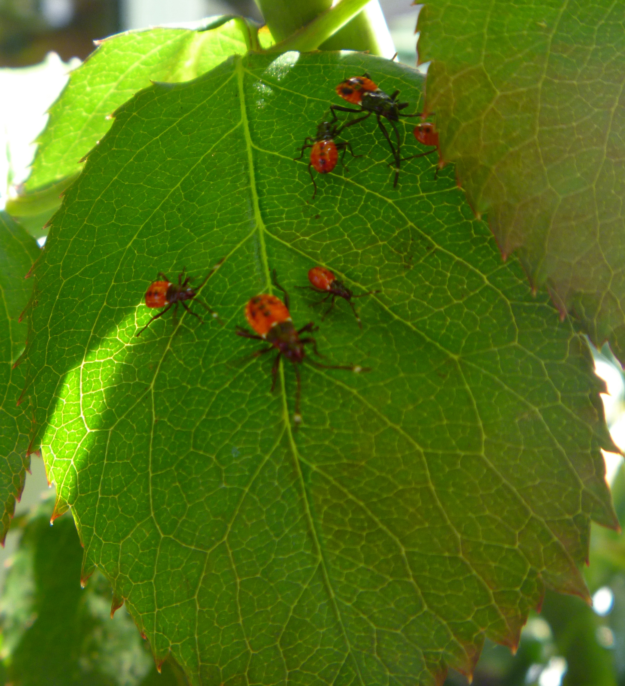 The dreaded dindymus versicolour A Year in a Gippsland Garden