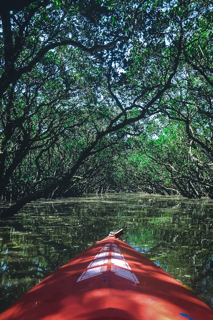 ジャングル タグのフリー画像一覧 おしゃれなフリー写真素材 Girly Drop
