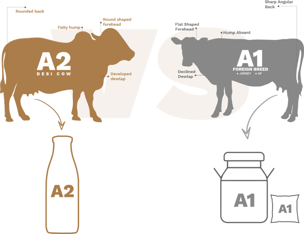 Feel The Difference Girpure Desi Gir Cow A2 Milk and Ghee in Jaipur