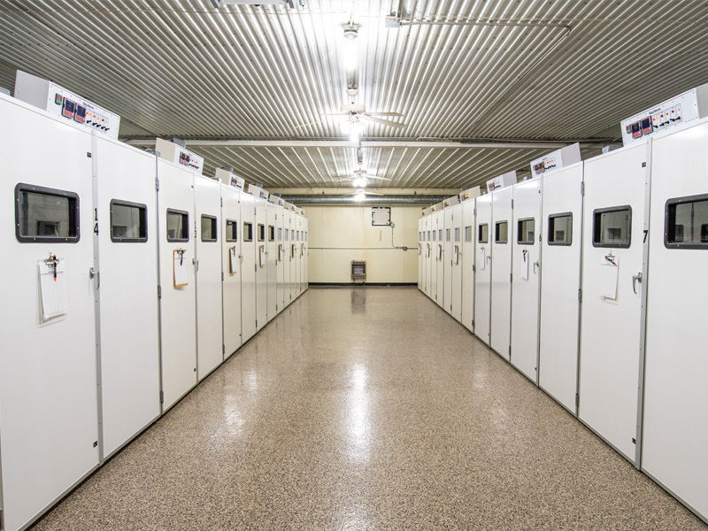 Gisi Pheasant Farms South Dakota's Best Pheasants