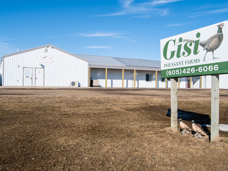 Gisi Pheasant Farms South Dakota's Best Pheasants