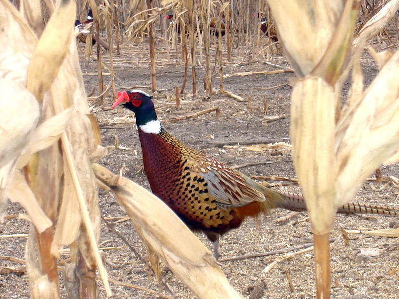 Gisi Pheasant Farms South Dakota's Best Pheasants