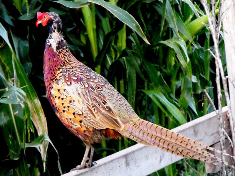 Gisi Pheasant Farms South Dakota's Best Pheasants