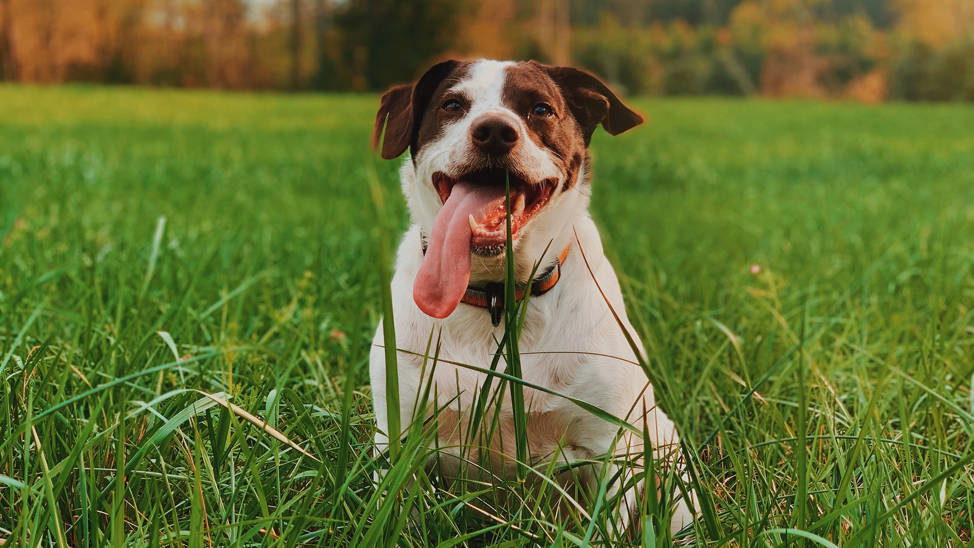 Perché il Cane Mangia l’Erba? Tutto Quello che Devi Sapere