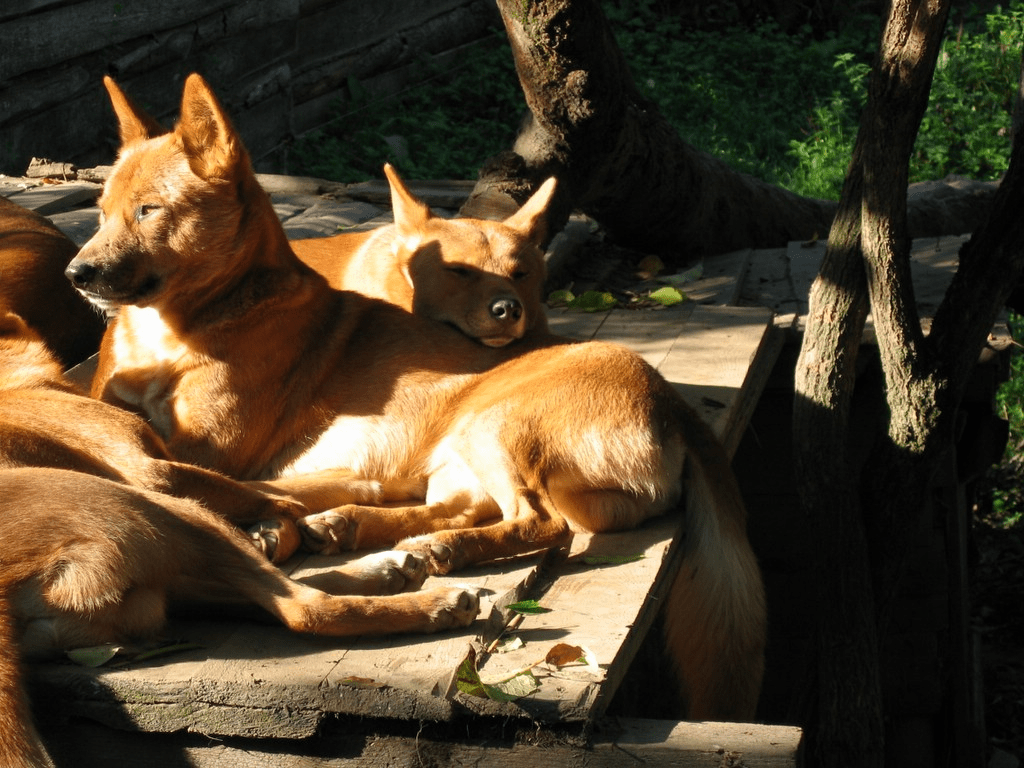 "A tu per tu con il cane" Giulia Piardi