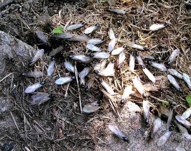 Why are there flying ants in my face? » Give It The Thumbs Up