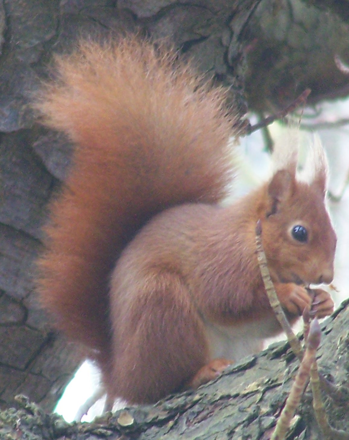 Giverny Impression » Squirrel