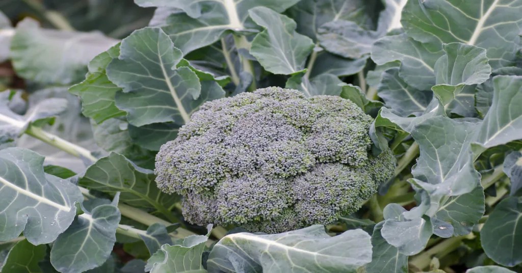Broccoli (How to Plant, Grow & Care for) GIY Plants