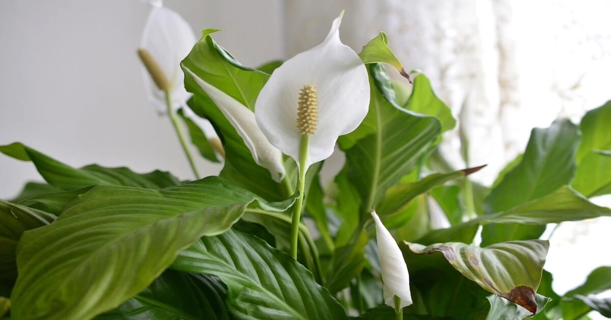 Why are the Flowers on my Peace Lily Turning Brown? GIY Plants