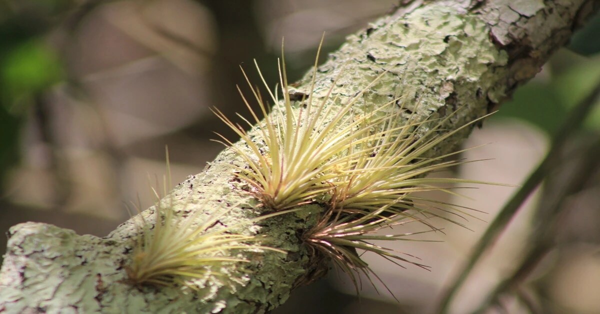Air Plants Lifespan How Long They Live Explained GIY Plants