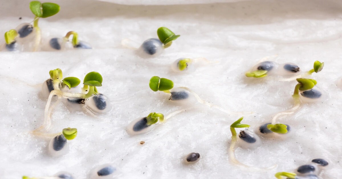 Germinating Seeds in Paper Towels (6 Step Method) GIY Plants
