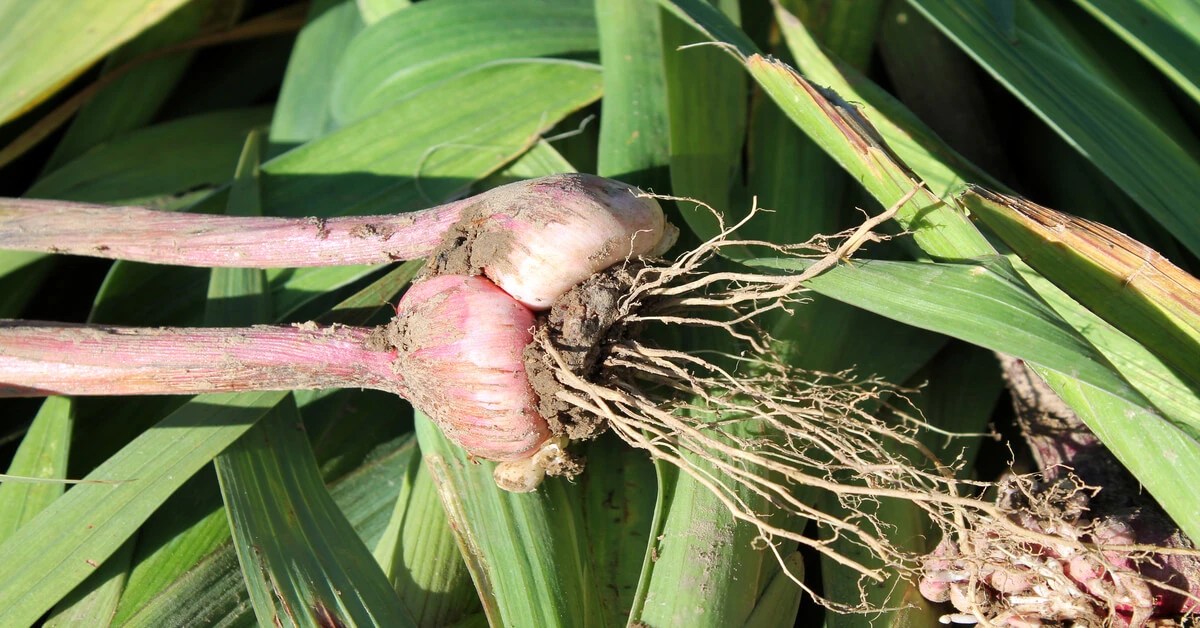 Difference Between Bulbs, Corms, Rhizomes & Tubers GIY Plants