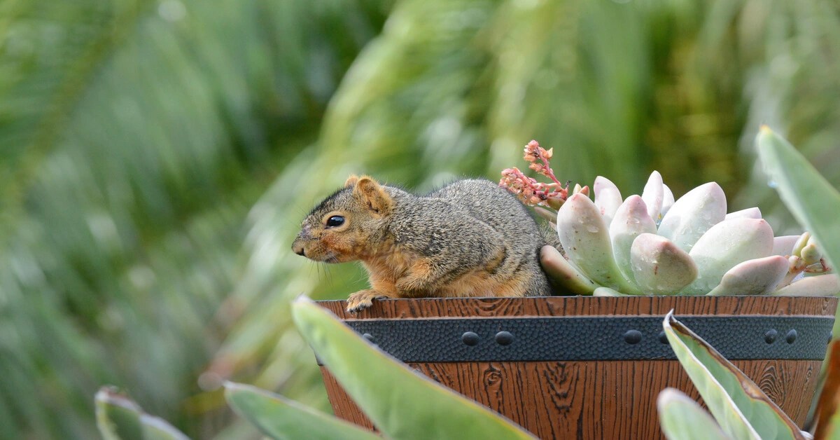 How to Keep Squirrels Out of Potted Plants GIY Plants