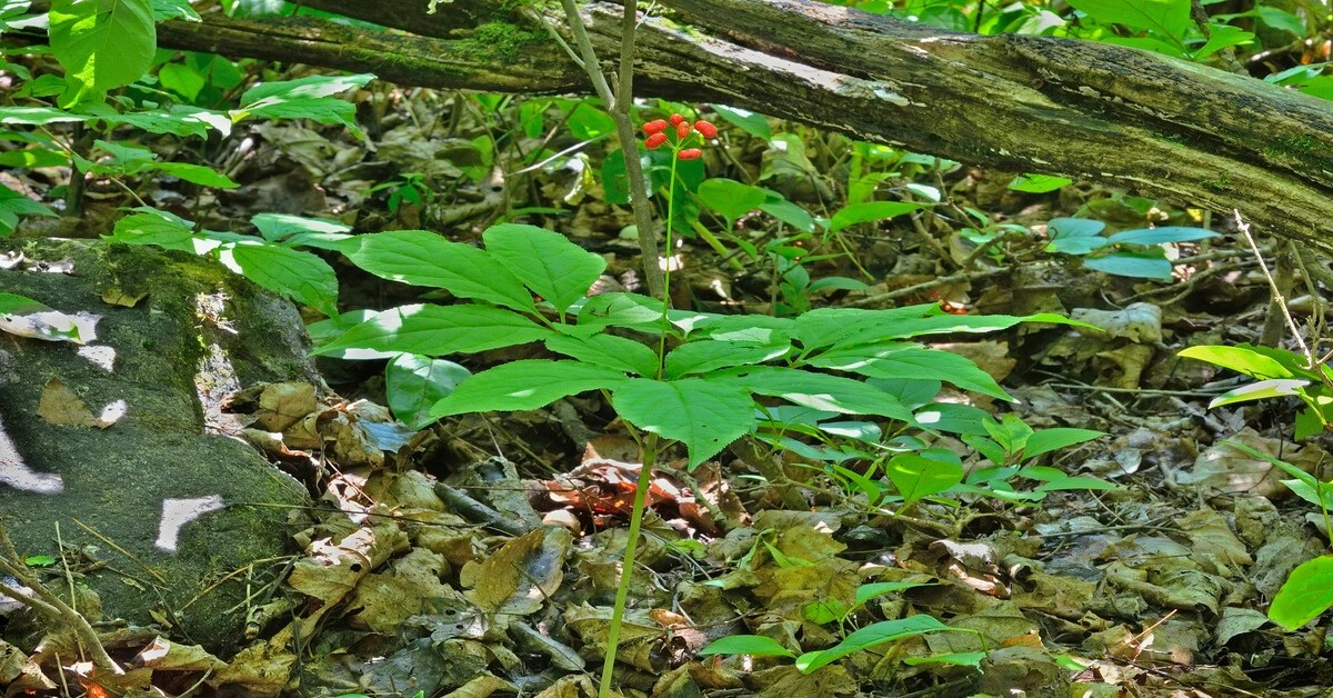 How to Grow Ginseng GIY Plants
