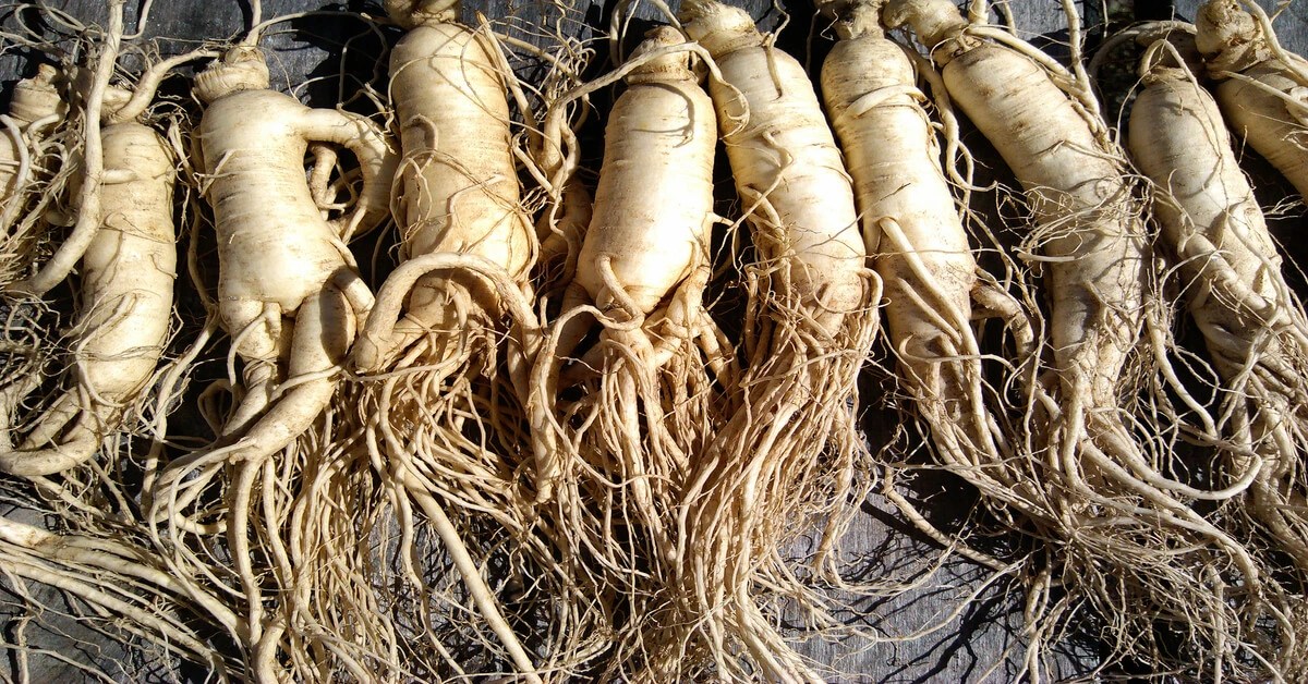 How to Grow Ginseng GIY Plants