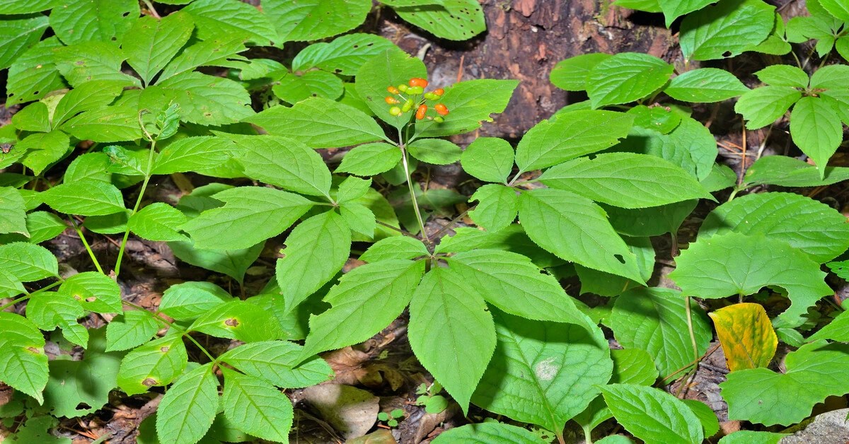 How to Grow Ginseng GIY Plants