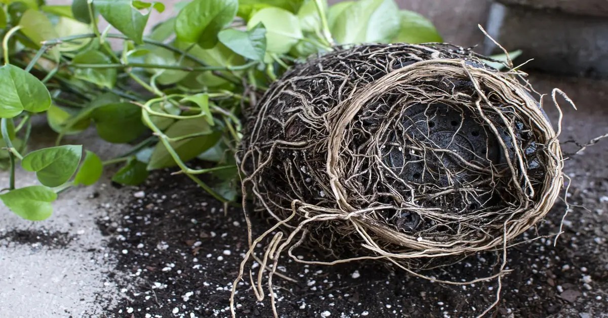 Root Rot How to Identify and Treat in Houseplants GIY Plants